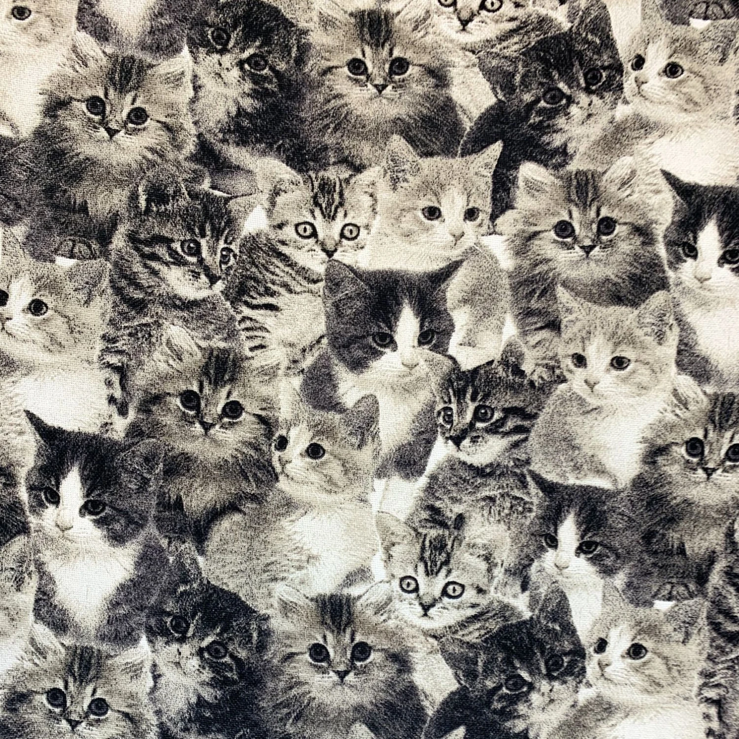 John Louden Canvas - Cats 4 John Louden Canvas - Cats - Image 2