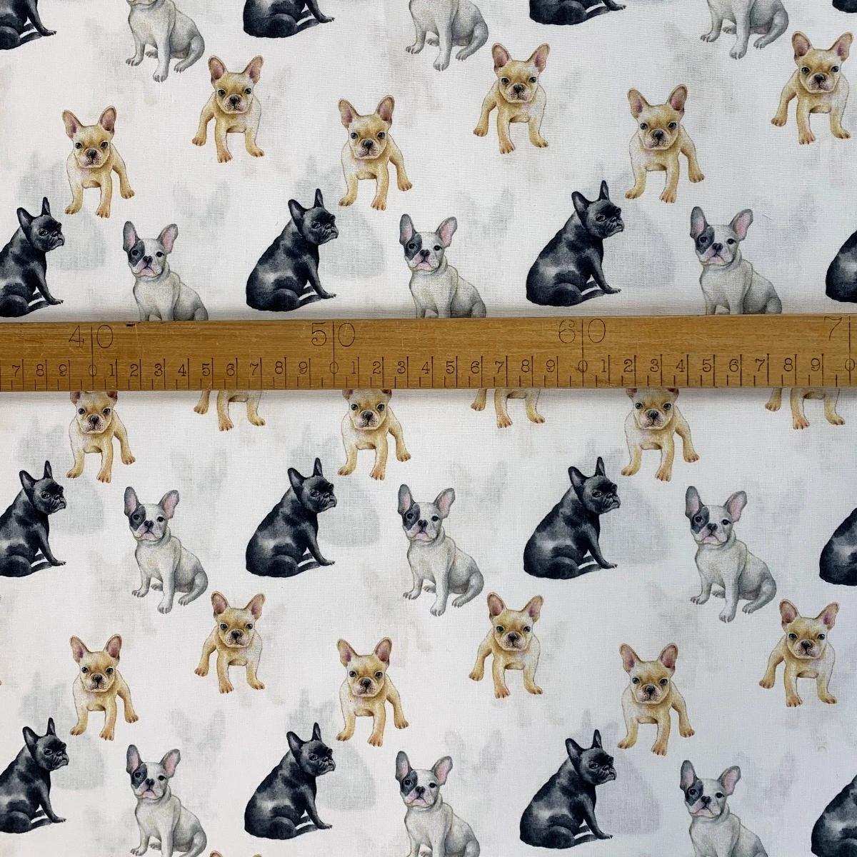 Cotton - French Bulldogs 5 Cotton - French Bulldogs - Image 3